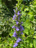 Great blue lobelia | Lobelia siphilitica