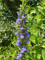 Great blue lobelia | Lobelia siphilitica