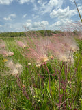Prairie smoke | Geum triflorium