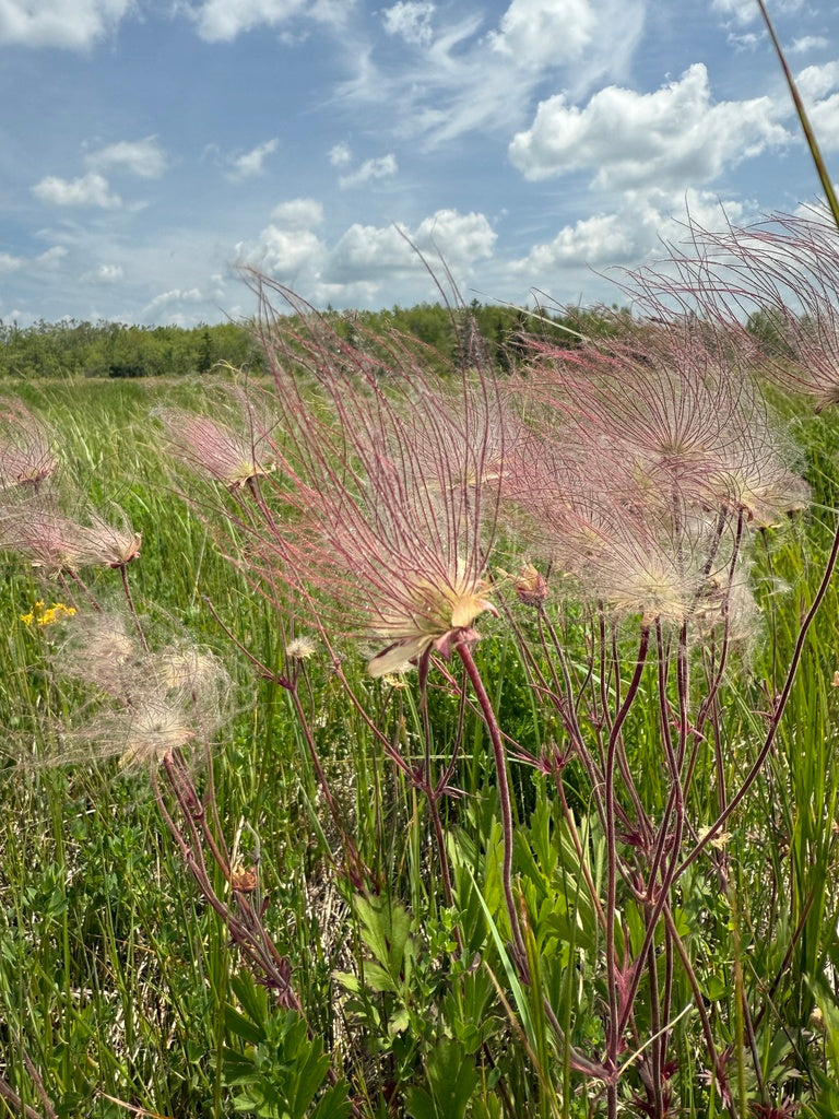 Prairie smoke | Geum triflorium