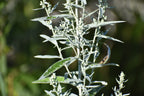 Prairie sage | Artemisia ludovicana