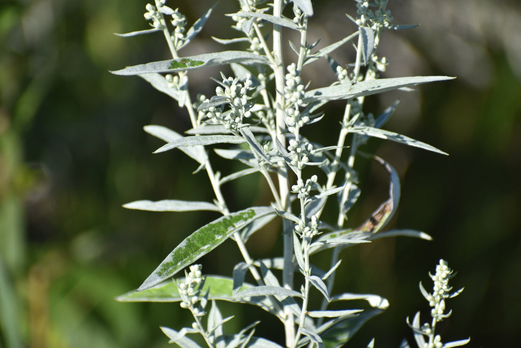Prairie sage | Artemisia ludovicana