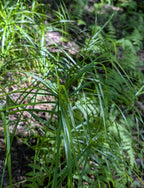 Palm Sedge | Carex muskingumensis