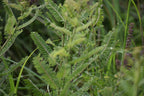 Leadplant | Amorpha canescens
