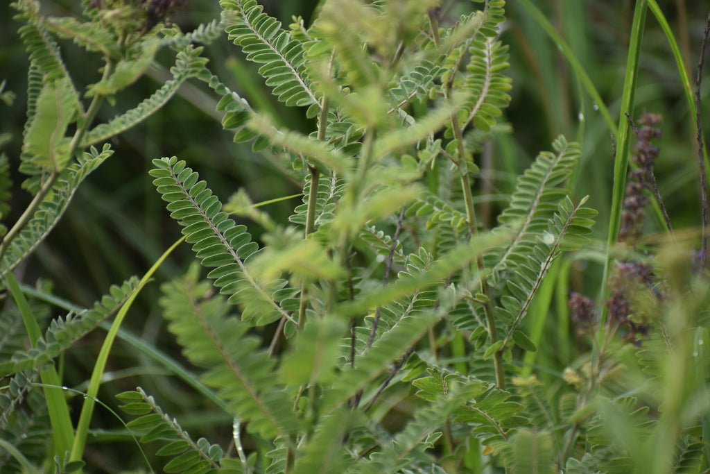 Leadplant | Amorpha canescens