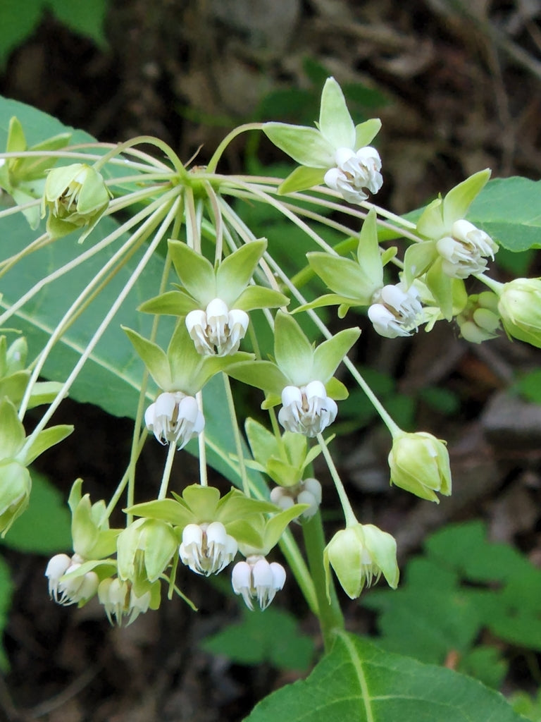 Poke milkweed | Asclepias exaltata
