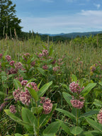Common milkweed | Asclepias syriaca