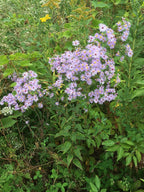 Short's aster | Symphyotrichum shortii
