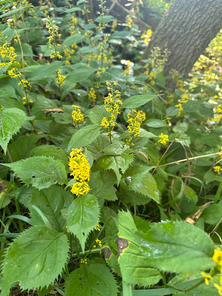 Zig zag goldenrod | Solidago flexicaulis