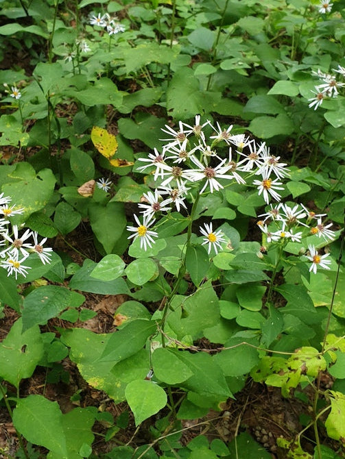 Large-leaved aster | Eurybia macrophylla