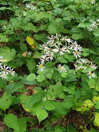 Large-leaved aster | Eurybia macrophylla