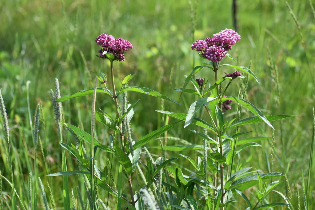 Swamp milkweed | Asclepias incarnata