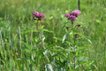 Swamp milkweed | Asclepias incarnata