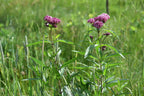 Swamp milkweed | Asclepias incarnata