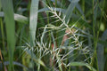 Bottlebrush grass | Elymus hystrix