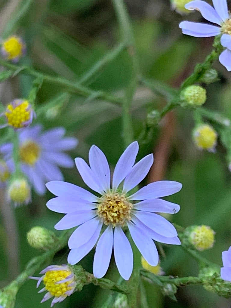 Sky blue aster | Symphyotrichum oolentangiense
