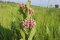 Prairie milkweed | Asclepias sullivantii