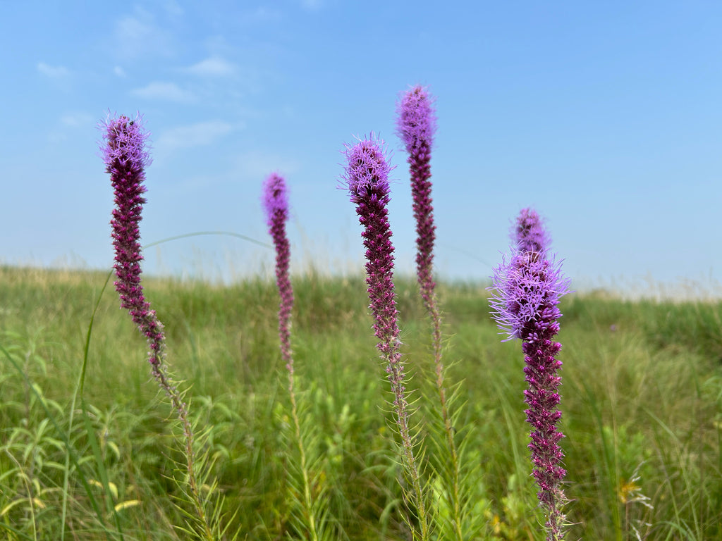 Prairie blazing star | Liatris pyncostachya