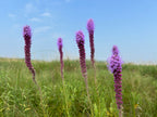 Prairie blazing star | Liatris pyncostachya