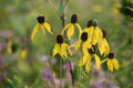 Gray-headed coneflower | Ratibidia pinnata