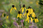 Gray-headed coneflower | Ratibidia pinnata