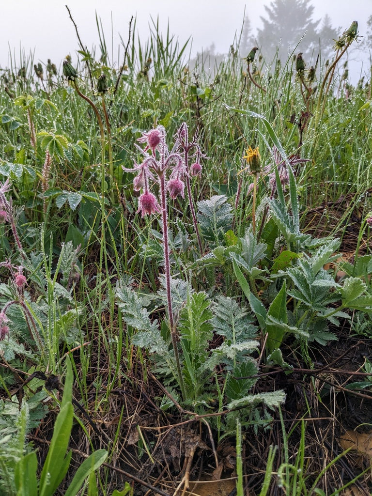 Prairie smoke | Geum triflorium