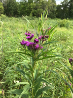 Common ironweed | Vernonia fasciculata