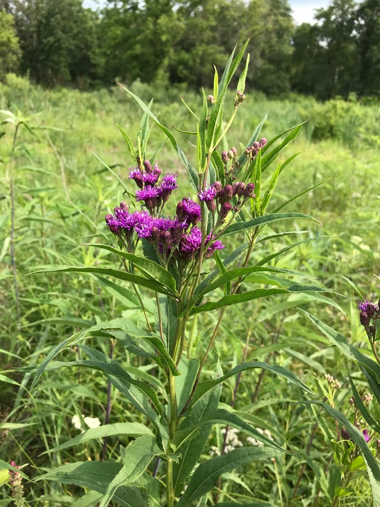 Common ironweed | Vernonia fasciculata