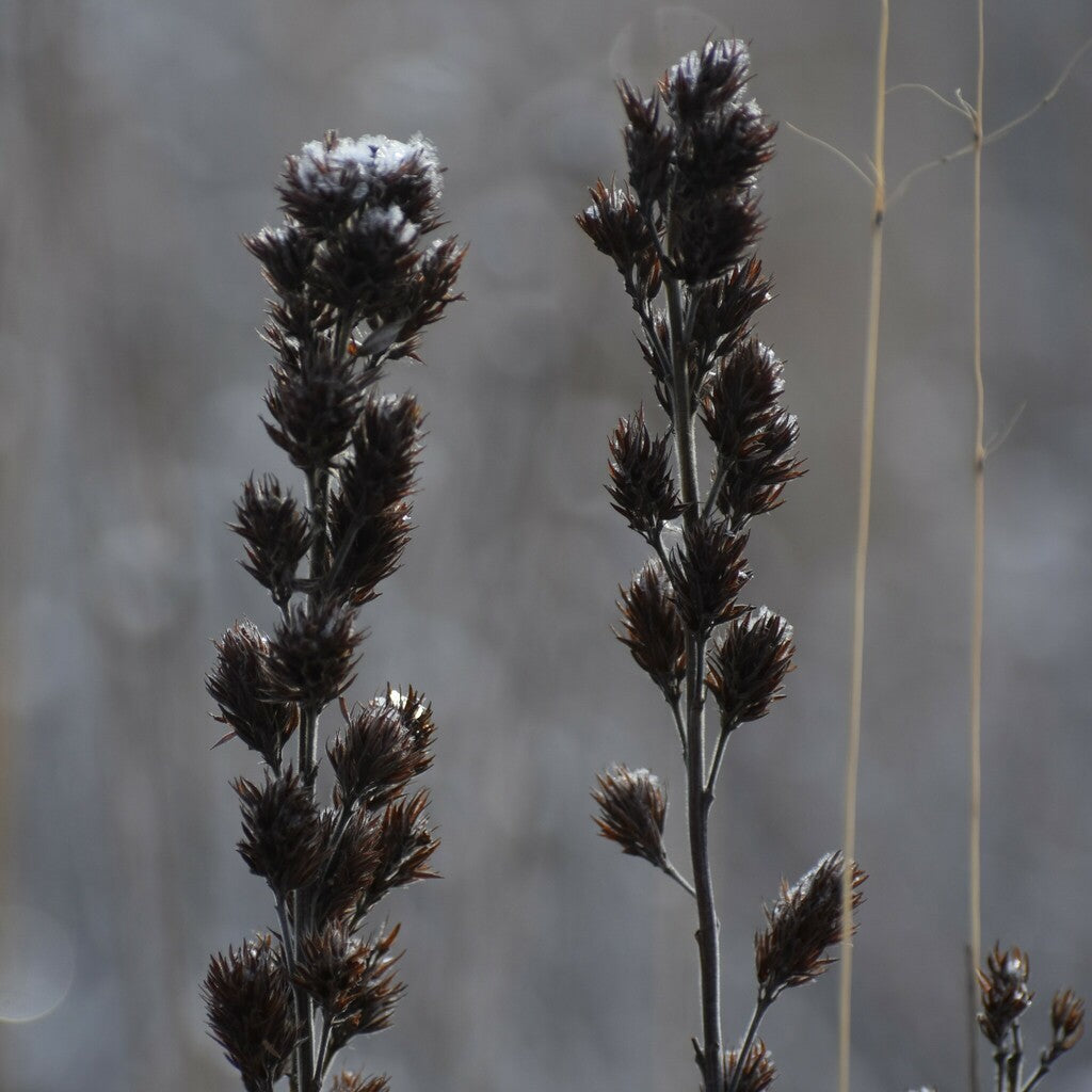 Round-headed bush-clover | Lespedeza capitata