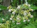Poke milkweed | Asclepias exaltata