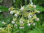 Poke milkweed | Asclepias exaltata