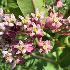Prairie milkweed | Asclepias sullivantii