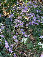 Smooth blue aster | Symphyotrichum laeve