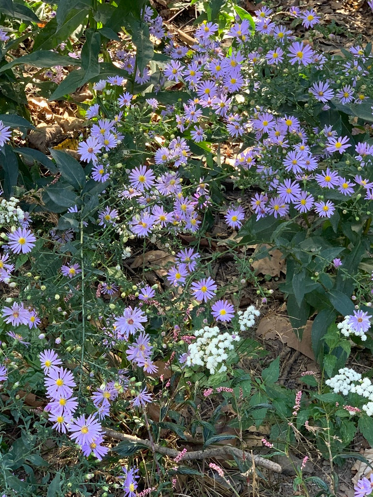 Smooth blue aster | Symphyotrichum laeve
