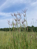 Big bluestem | Andropogon gerardii