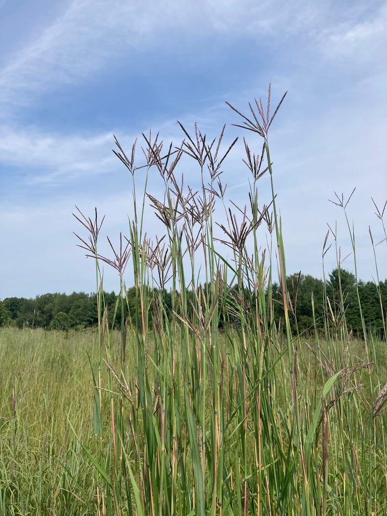 Big bluestem | Andropogon gerardii