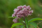 Spotted Joe-Pye weed | Eutrochium maculatum