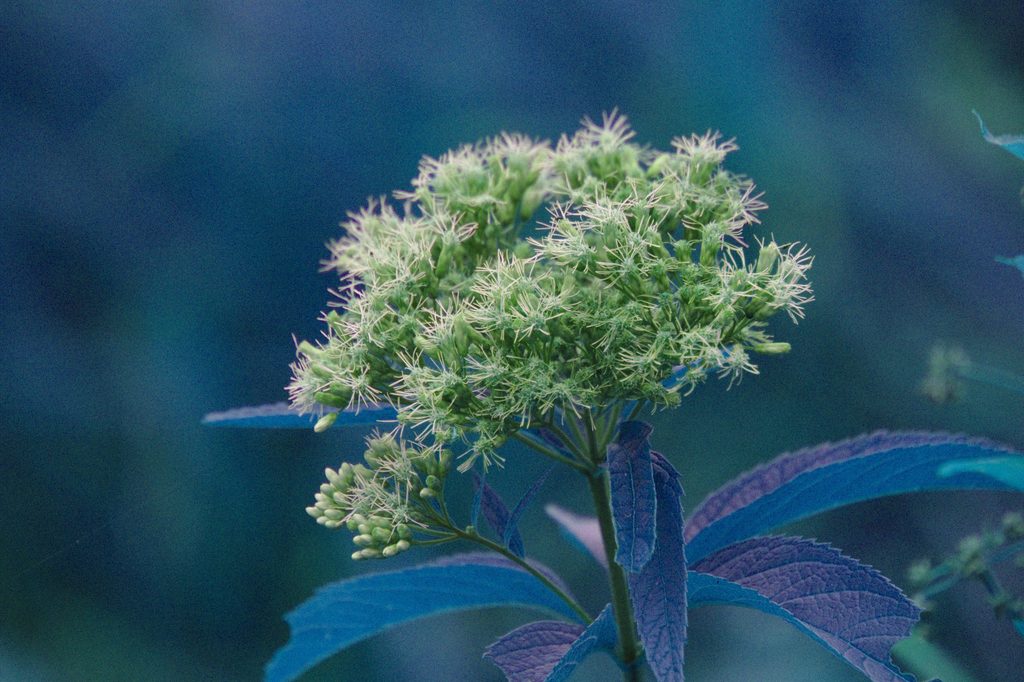 Spotted Joe-Pye weed | Eutrochium maculatum