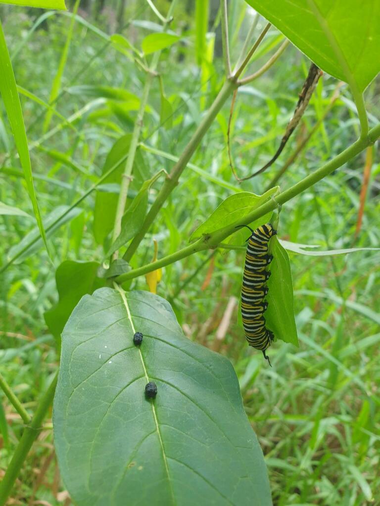 Swamp milkweed | Asclepias incarnata