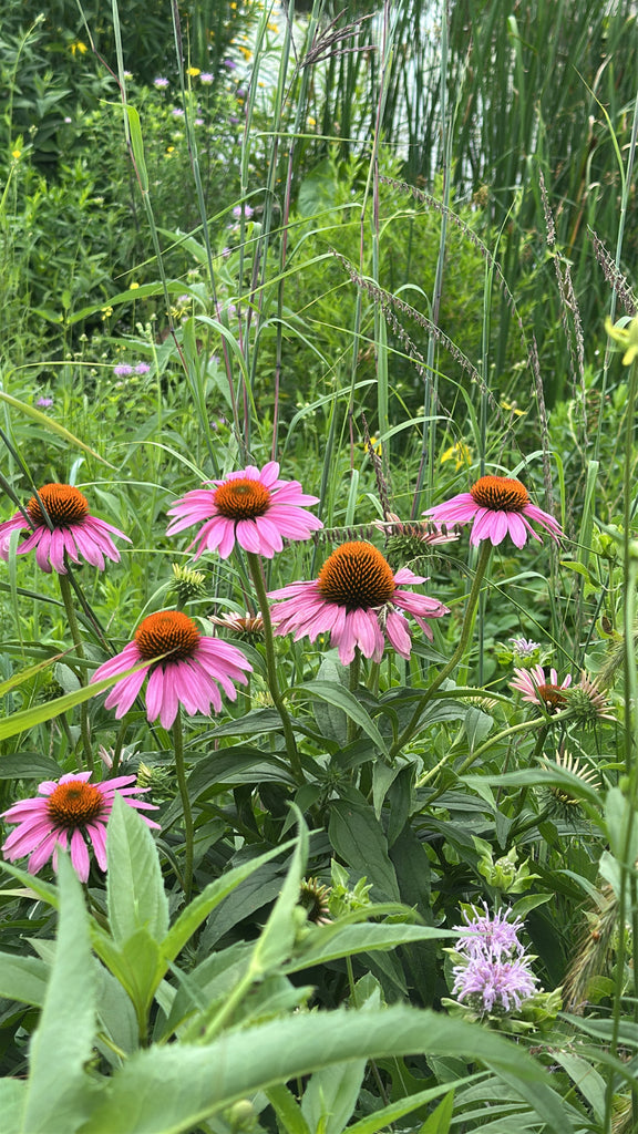 Purple coneflower | Echinacea purpurea