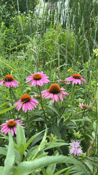 Purple coneflower | Echinacea purpurea