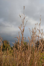 Big bluestem | Andropogon gerardii
