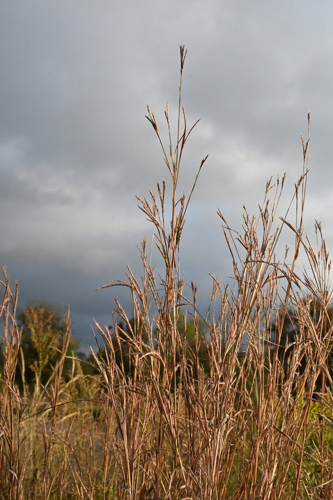 Big bluestem | Andropogon gerardii