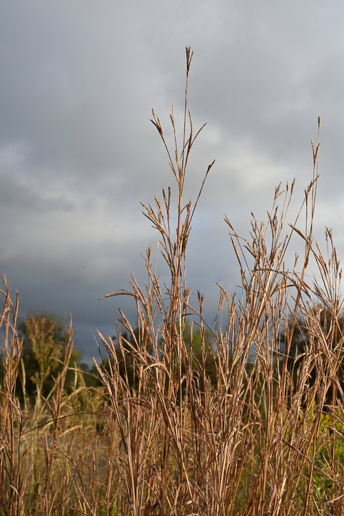 Big bluestem | Andropogon gerardii