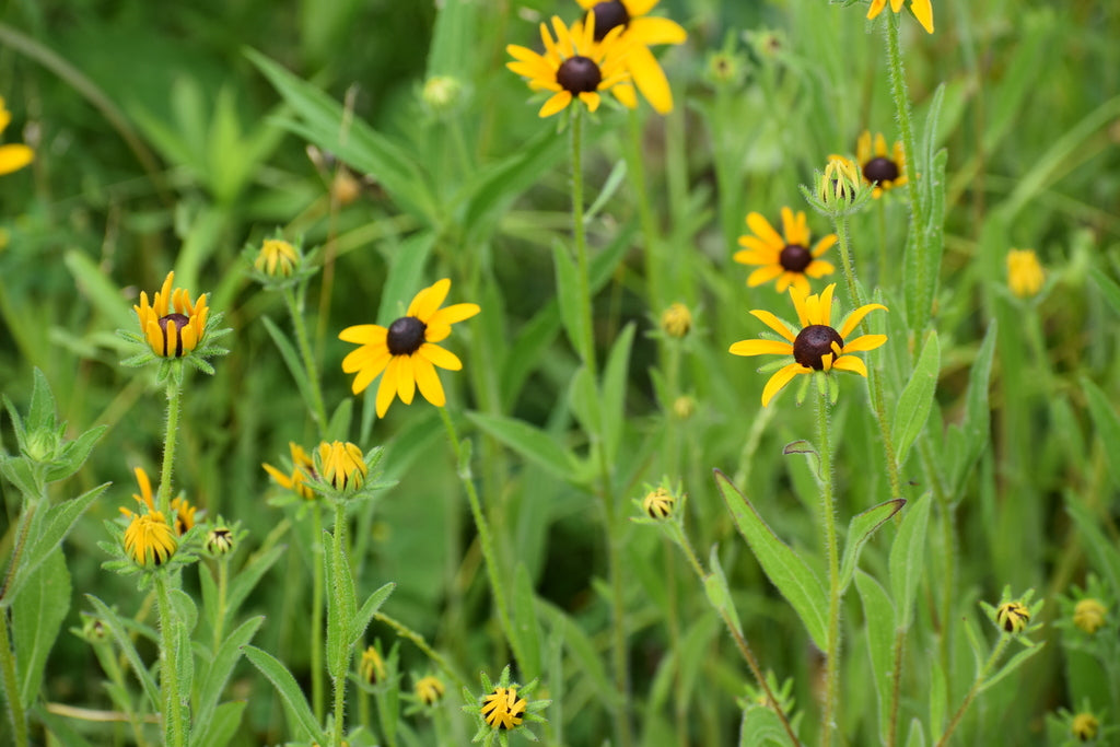 Black-eyed Susan | Rudbeckia hirta