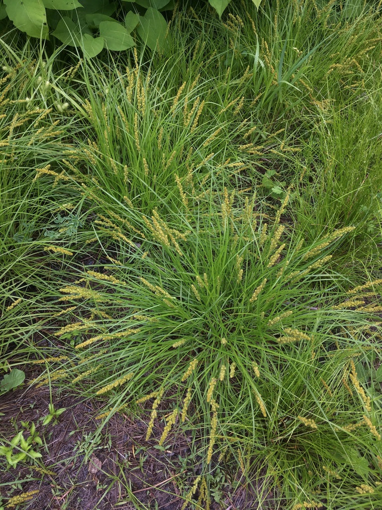 Brown fox sedge | Carex vulpinoidea