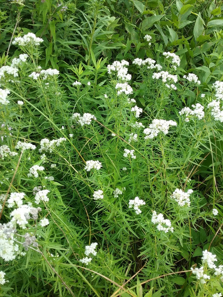 Mountain mint | Pycnanthemum virginianum