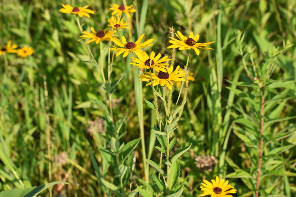 Sweet Black-eyed Susan | Rudbeckia submentosa