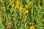 Sweet Black-eyed Susan | Rudbeckia submentosa