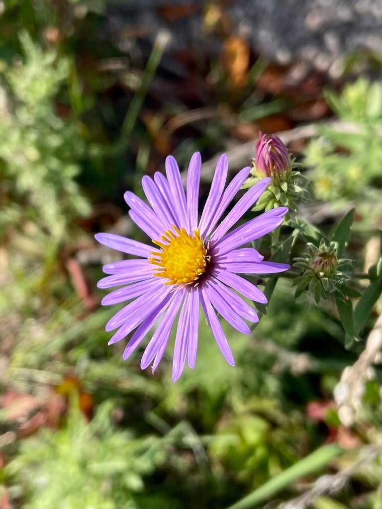 Aromatic aster | Symphyotrichum oblongifolium